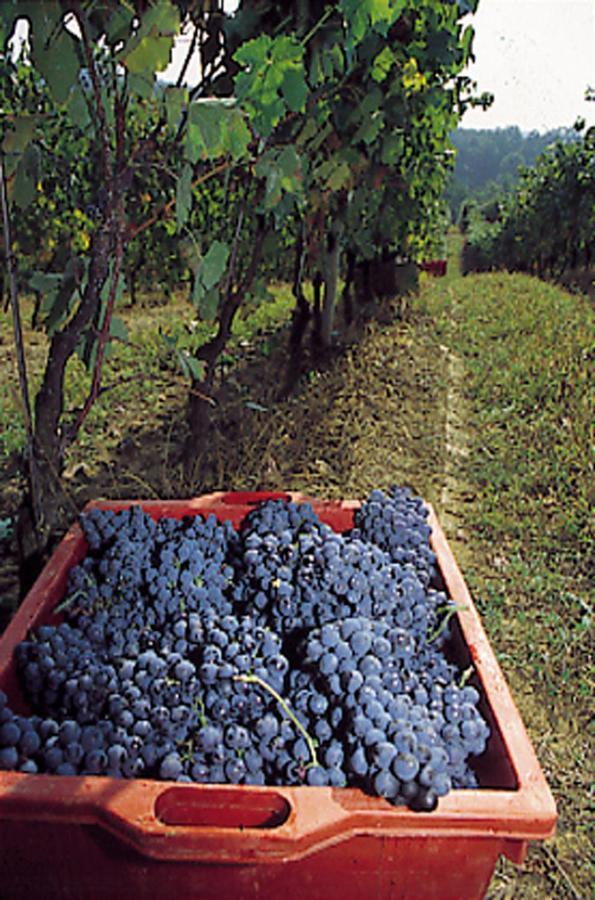 Marchesi Incisa Winery Lodge Rocchetta Tanaro Zewnętrze zdjęcie